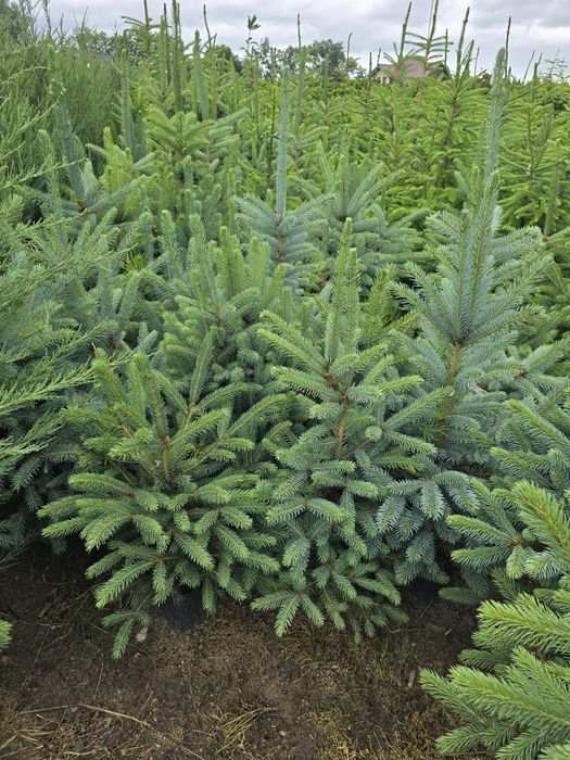 Świerk Srebrny 40-120 cm swierk kłując niebieski jodła leśny serbski