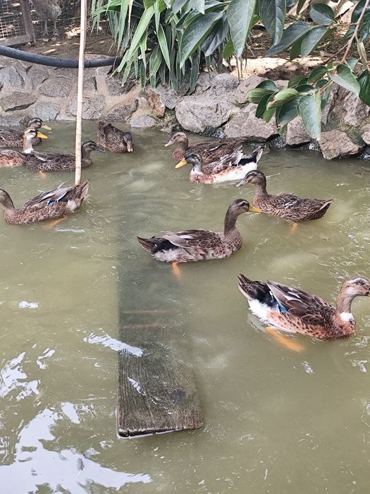 Vendo casais de patos Rouen