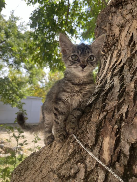 Котенок в поисках дома