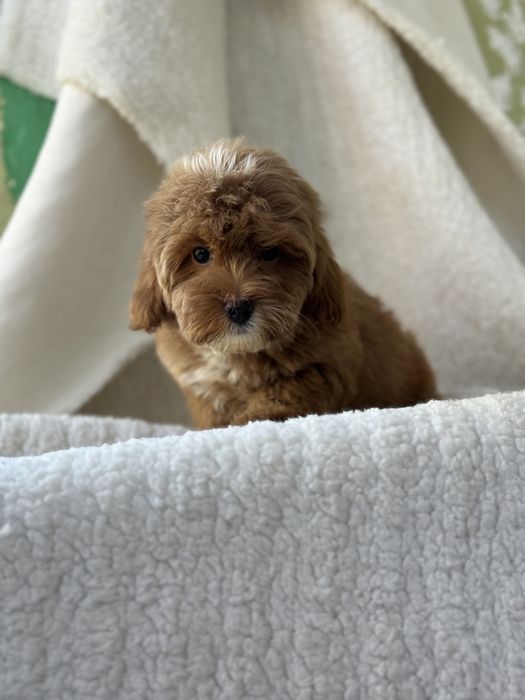 Мальтіпу хлопчик в найкращу родину