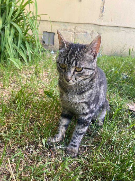 Котики в добрі руки