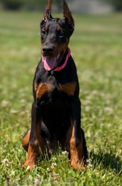 Cudowna suka doberman