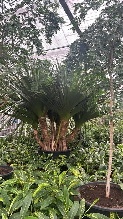 Plantas Ornamentais- Exemplares