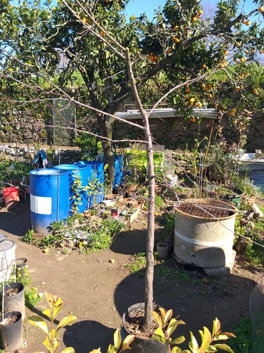 Ameixoeira-dos-jardins (Prunus serasifera)