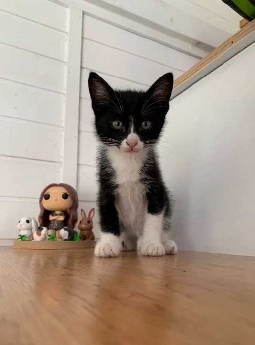 gato macho bebé 2 meses preto e branco