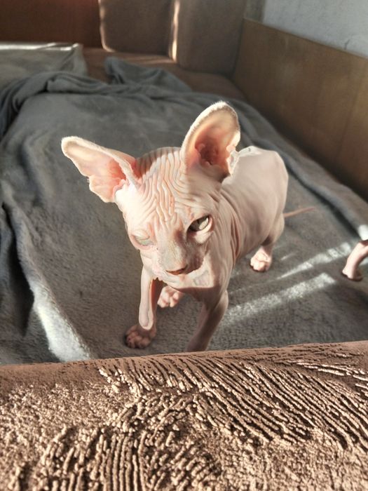 Канадский красавчик