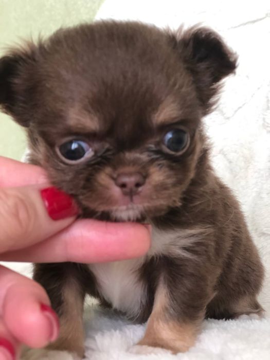 Шоколадна міні дівчинка чіхуахуа