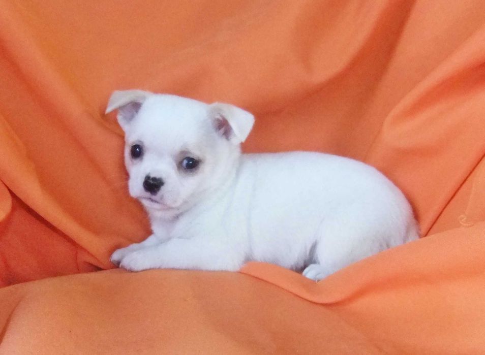 Chihuahua  cachorro com qualidade
