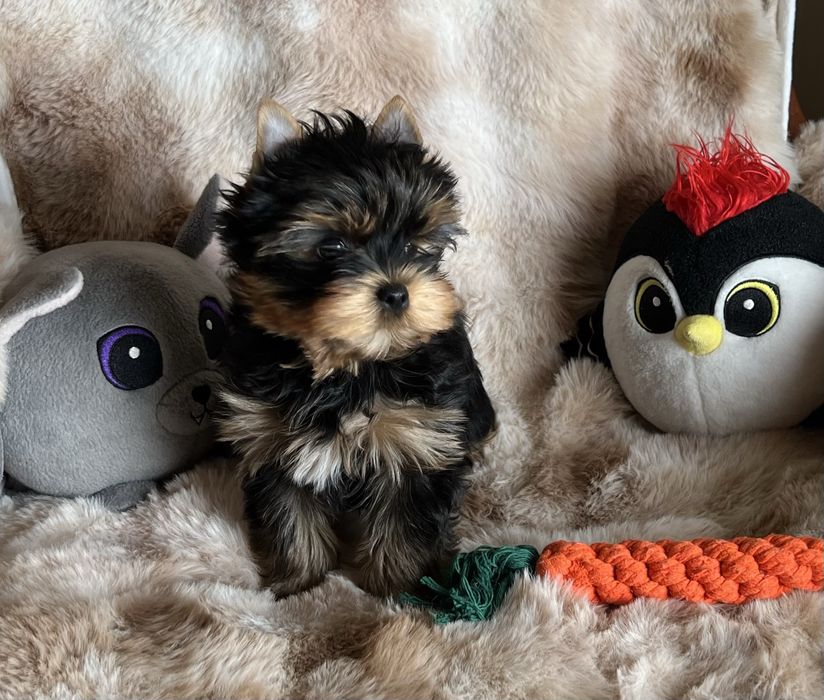 York, yorkshire terrier piesek