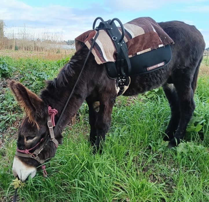 Burro Mirandês novo