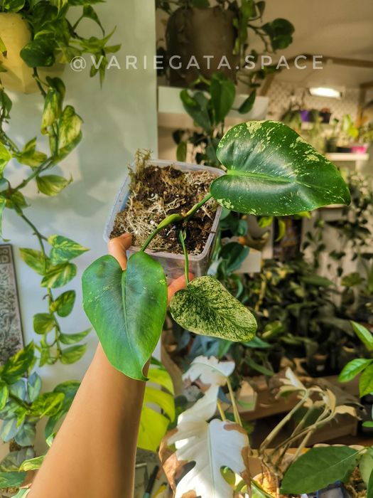 Monstera White monster mint sadzonka