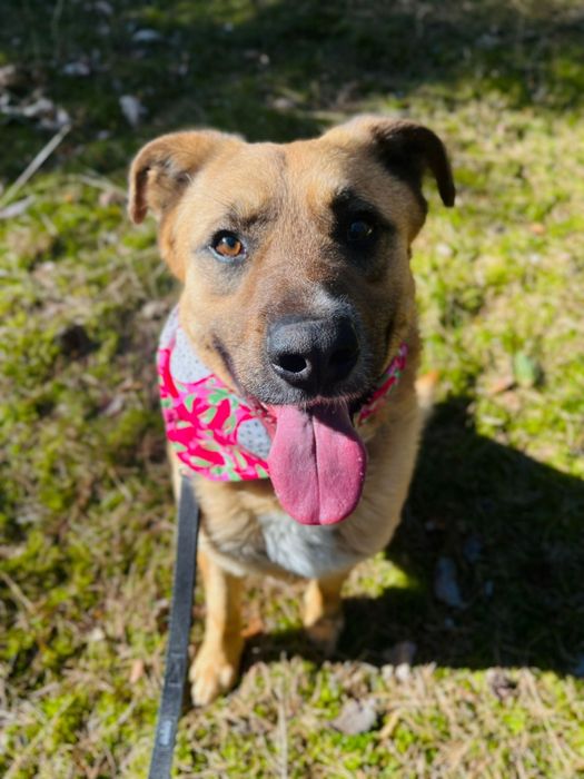 Guliwer w typie labradora do adopcji