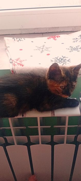 Отдадим  котенка