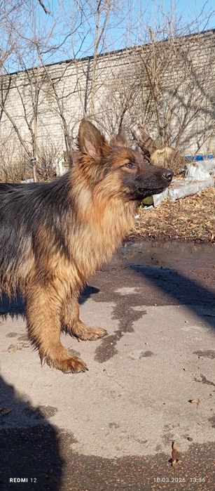 Дівчинка довгошерстна