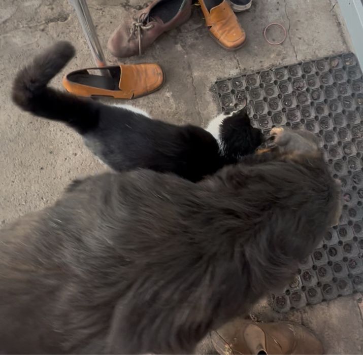 Песик Дік шукає сімʼю