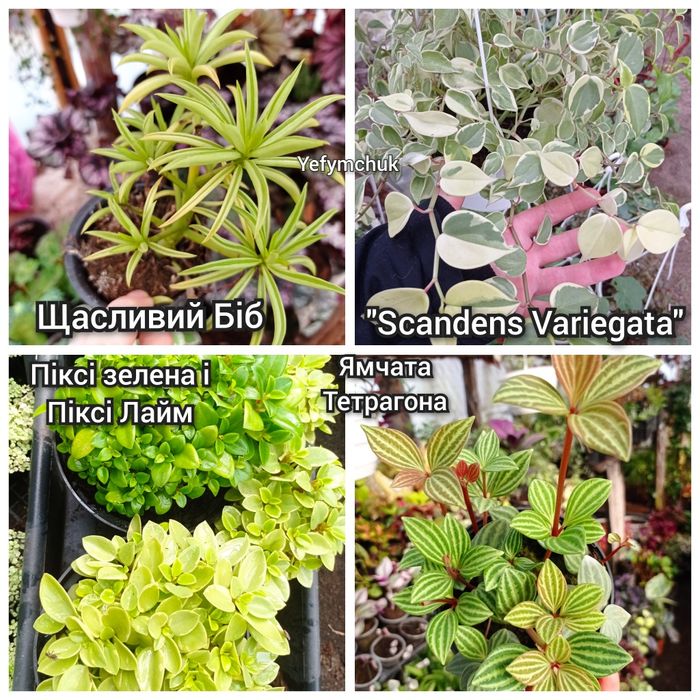 Пеперомія кімнатна