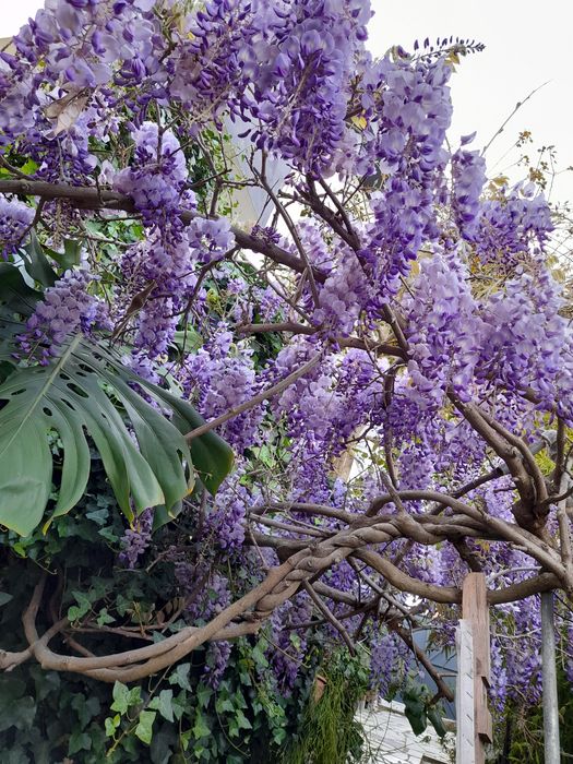 Trepadeiras de glicinias lilás