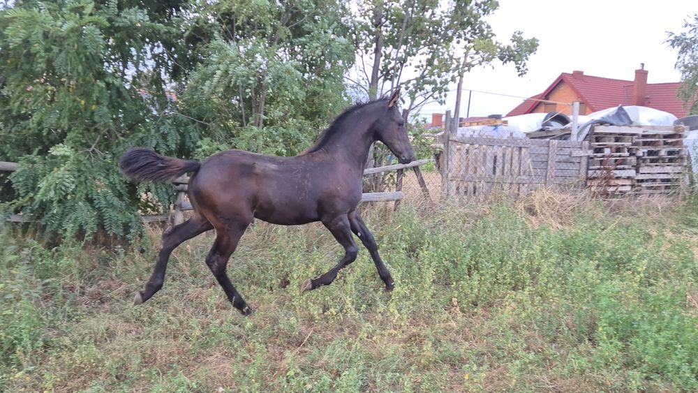 Koń Klacz Fryzyjska