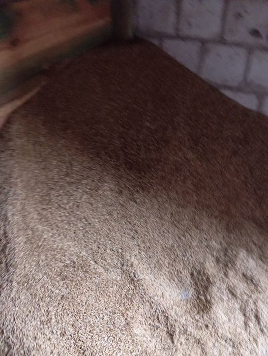 Dzień dobry sprzedam owies jary  Harnaś