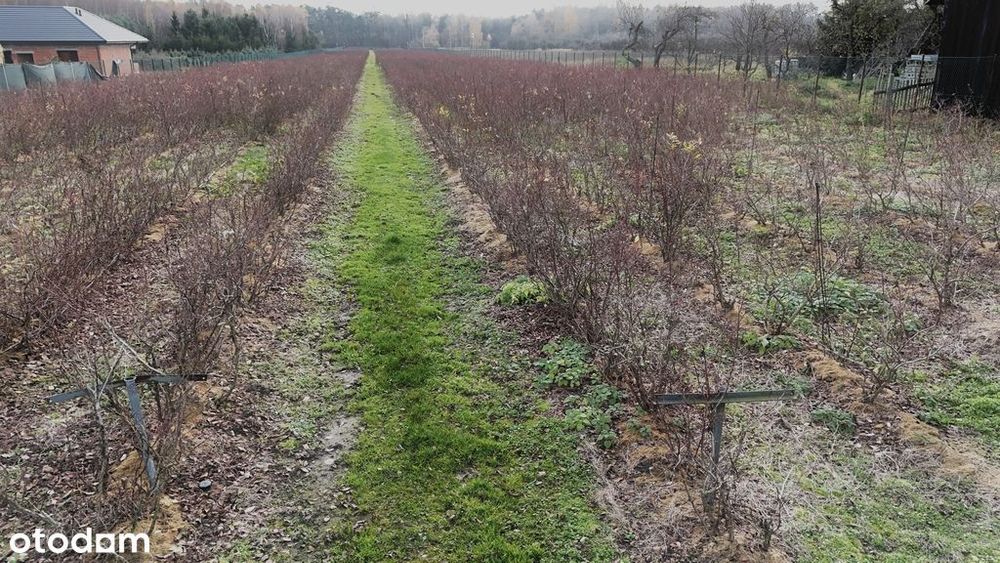 Działka inwestycyjna - uprawa borówek k.Kalisza