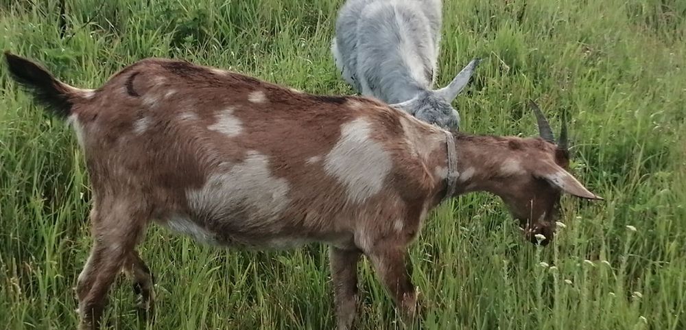 Козочка нубійка 50 % альпійка 50 % кітна