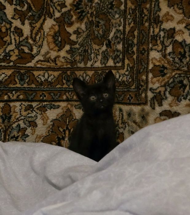 Отдам котят в хорошие руки