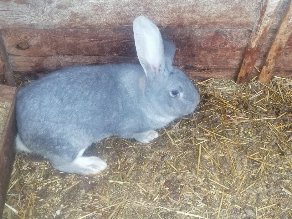 Króliki mieszane 6-7kg samce i samice