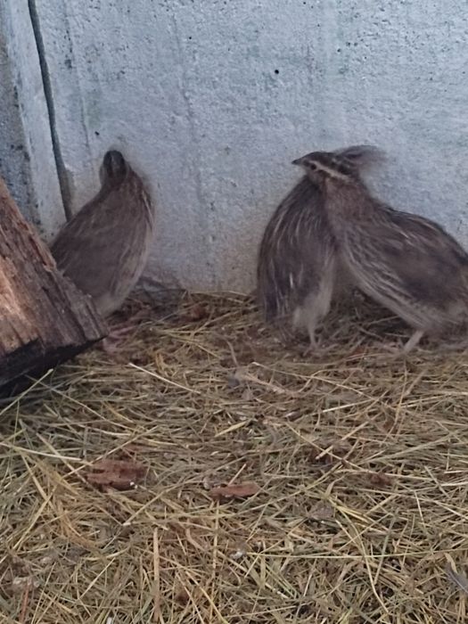 Sprzedam 6 przepiórek