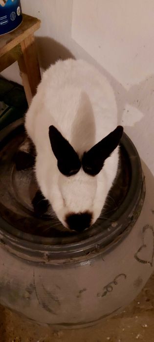 Króliki kalifornijskie młode