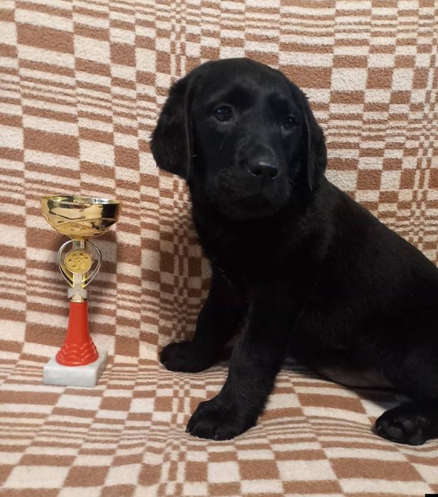 Элитные щенки питомника Лабрадор Ретривер