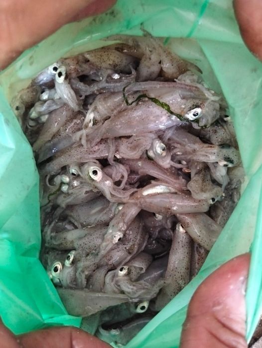 Lula de bico para pesca