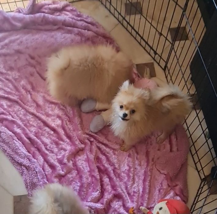 Spitz anao e lulu Pomerânia femea. Linda