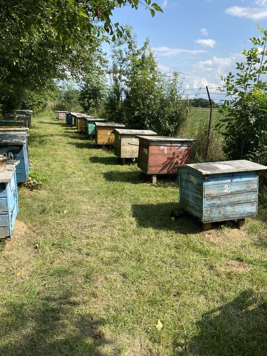 Ule dadant leżaki 14 ramkowe