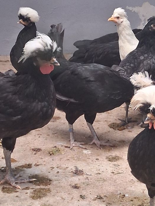 Ovos galados de paduanas