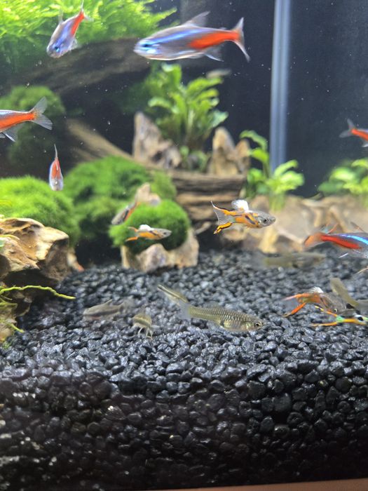Gupiki Endlera rybki