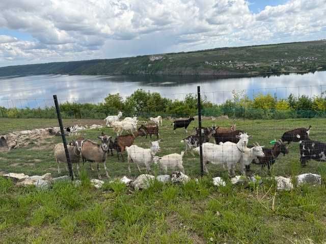 Камерунские, Тюренские,  молочные козы.