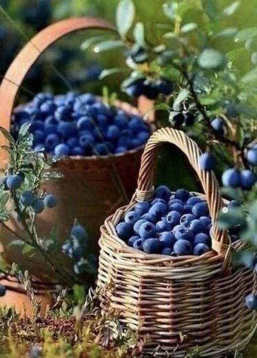 Грунт універсальни, торф у мішках, торф мелений