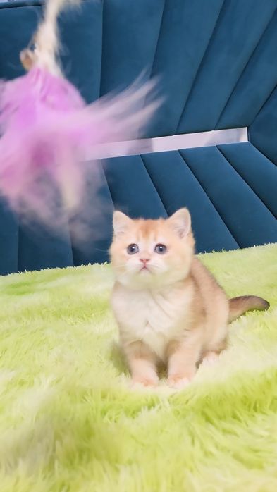 Шотландський висловухий хлопчик ny12