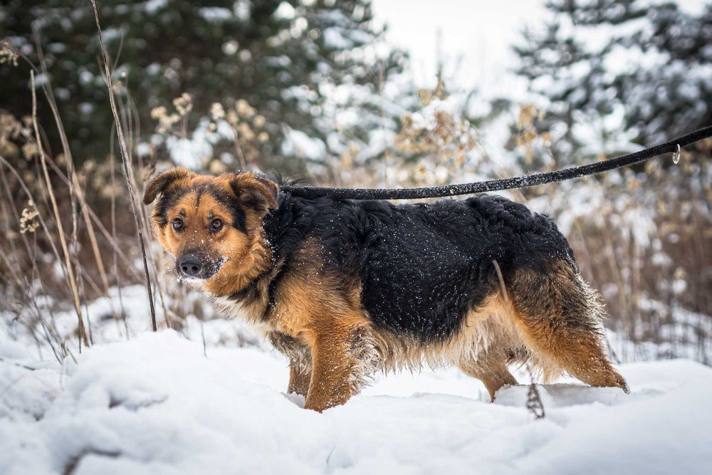 Teo czeka na adopcje