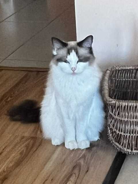 RAGDOLL-kotka hodowlana 2,5 letnia