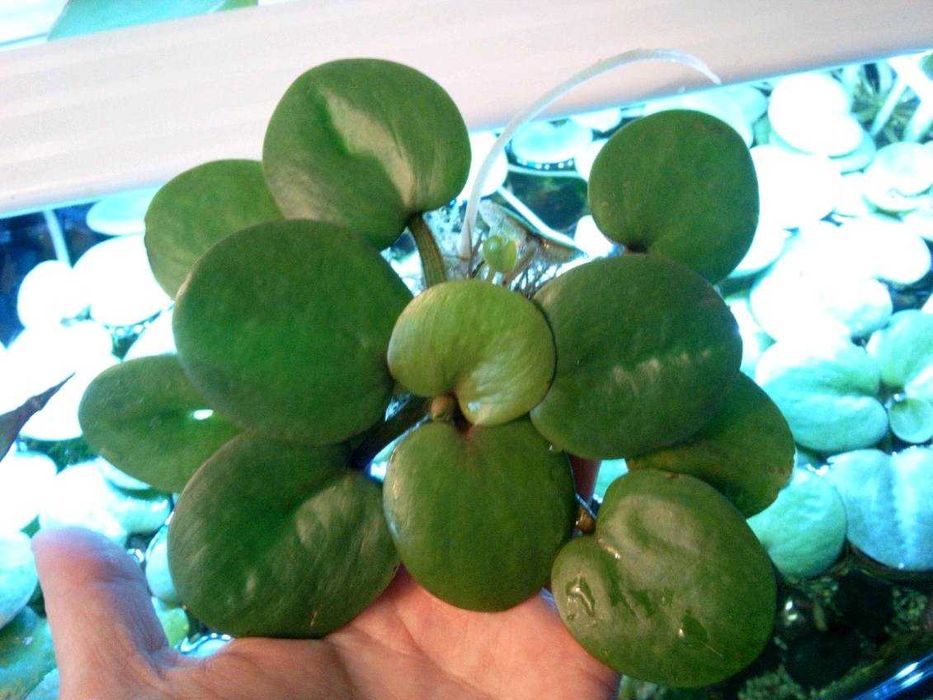 Limnobium gąbczaste do akwarium i oczka wodnego