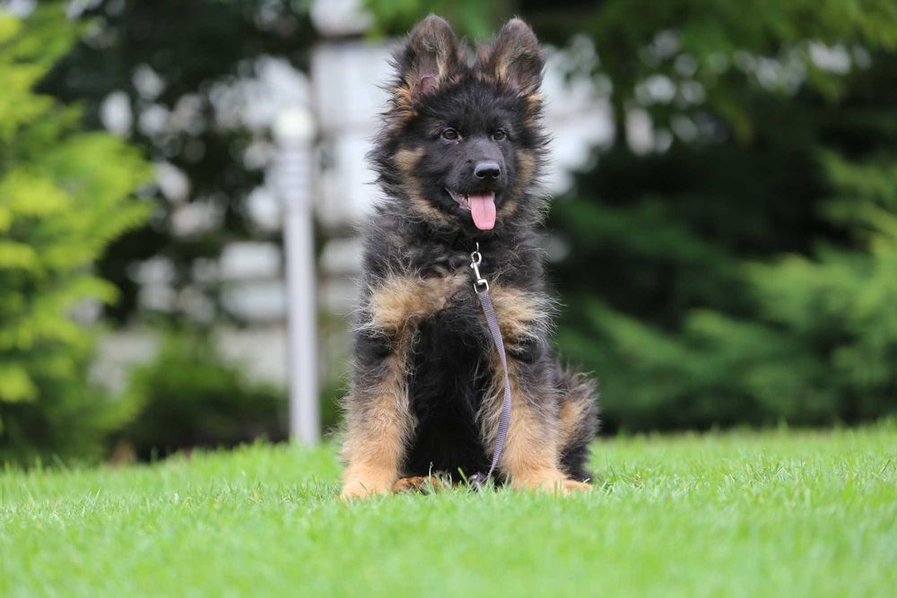 Owczarek niemiecki szczeniak