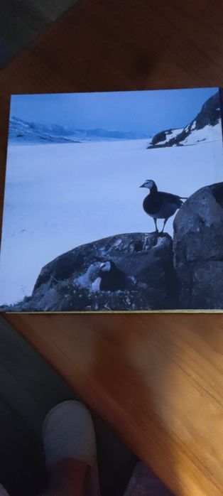 O Mundo Maravilhoso dos Animais Selvagens – Seleções do Reader's Digest