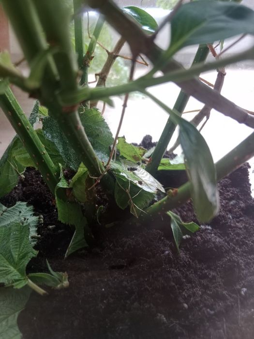 Sympatyczne patyczaki. Młode patyczaki(1zł), jaja patyczaków(2zł)