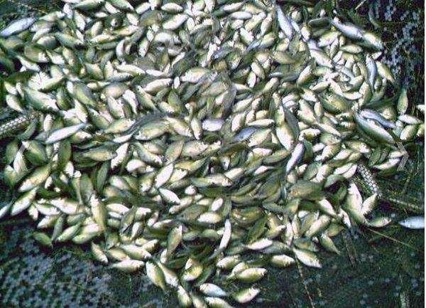 karp KARP kroczek od 17cm do 22cm 10 zł szt i inne amur tołpyga lin