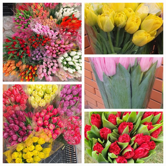 Тюльпан опт Украина