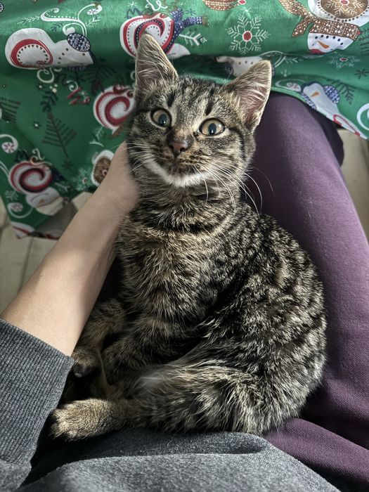 Кошеня в добрі руки