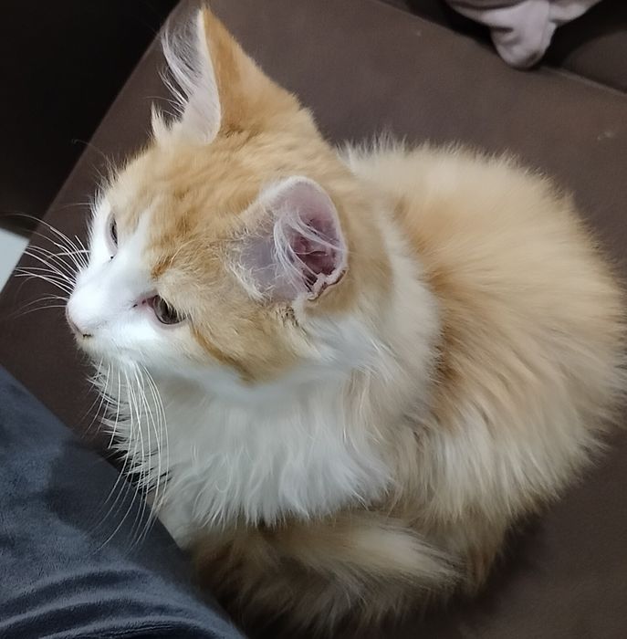 Котик,лагідний шукає сім'ю