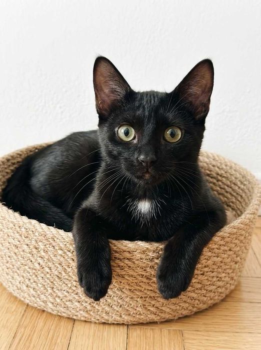 Setúbal / Margem Sul / Lisboa — VALTOR, gatinho para adoção