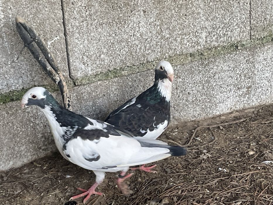 Casal de pombos beleza alema